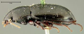 Media type: image;   Entomology 25669 Aspect: habitus lateral view